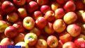 【英語であそぼー】美味しいものを英語の歌に合わせて言ってみよう！／Apples Are Yummy – Learn Fruits & Vegetables, Kids Song for Babies & Toddlers
